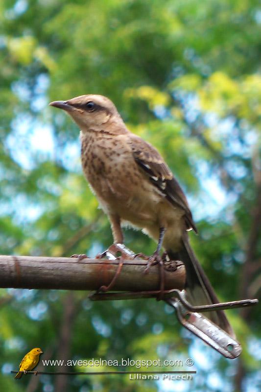 Calandria grande (Chalk-browed Mockingbird) Mimus saturninus