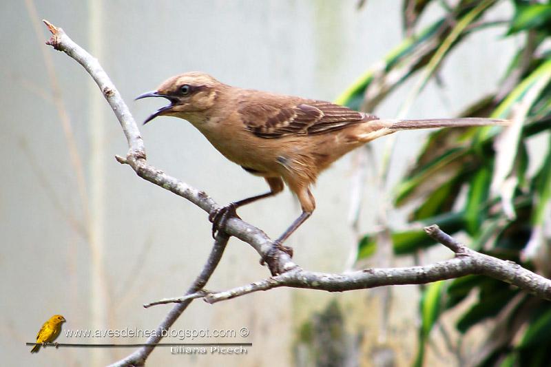 Calandria grande (Chalk-browed Mockingbird) Mimus saturninus