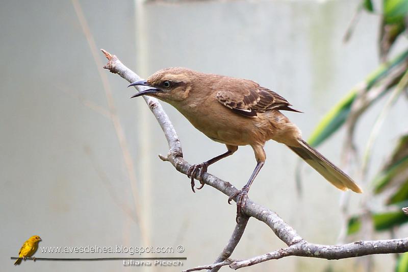 Calandria grande (Chalk-browed Mockingbird) Mimus saturninus