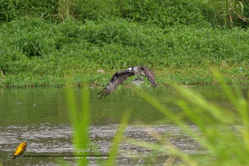 Pescando en el Arroyo Itá