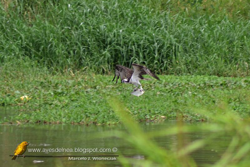 Pescando en el Arroyo Itá