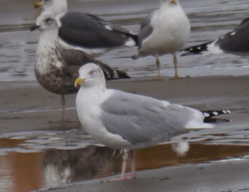 Entrada de gaviotas argénteas: adultas.