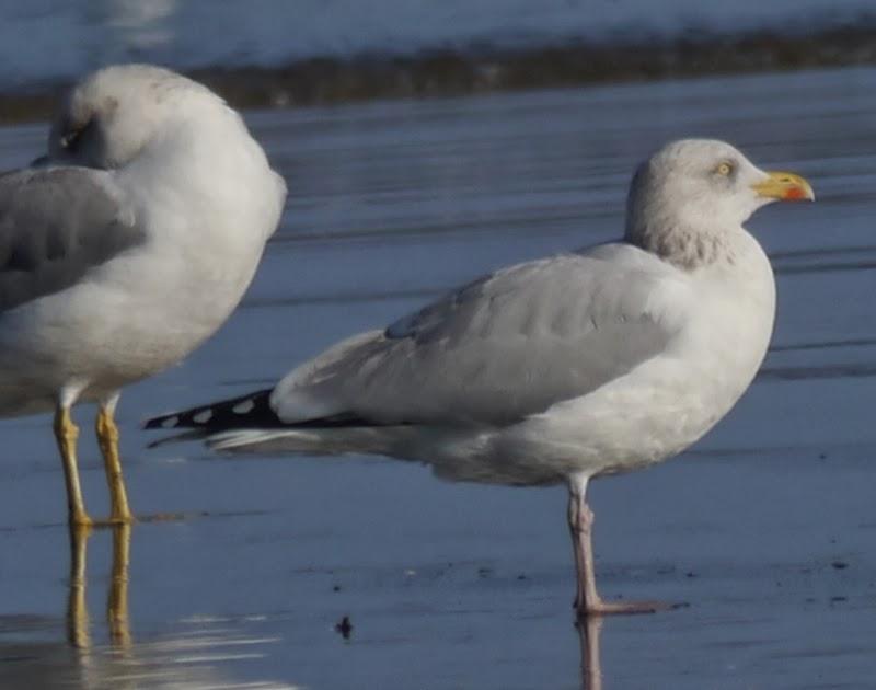 Entrada de gaviotas argénteas: adultas.
