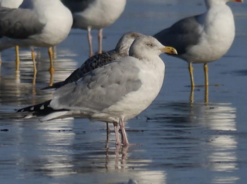 Entrada de gaviotas argénteas: adultas.