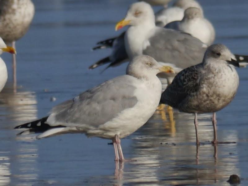 Entrada de gaviotas argénteas: adultas.