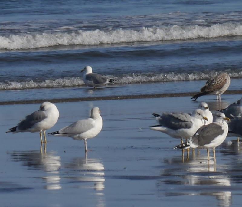 Entrada de gaviotas argénteas: adultas.