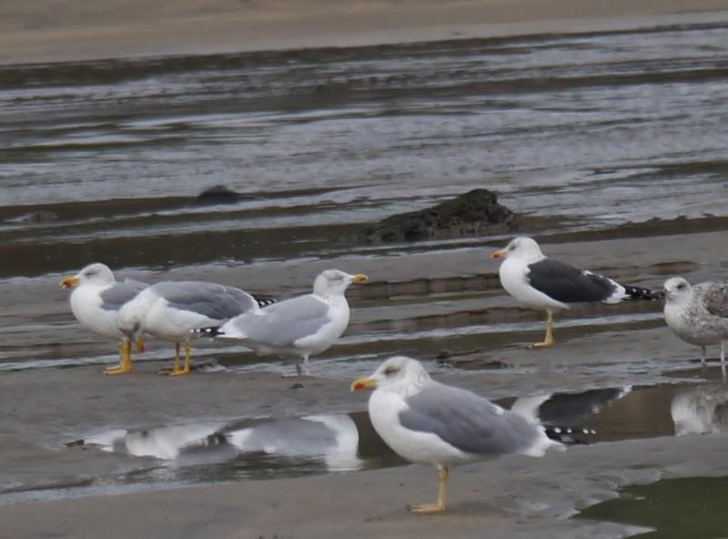 Entrada de gaviotas argénteas: adultas.