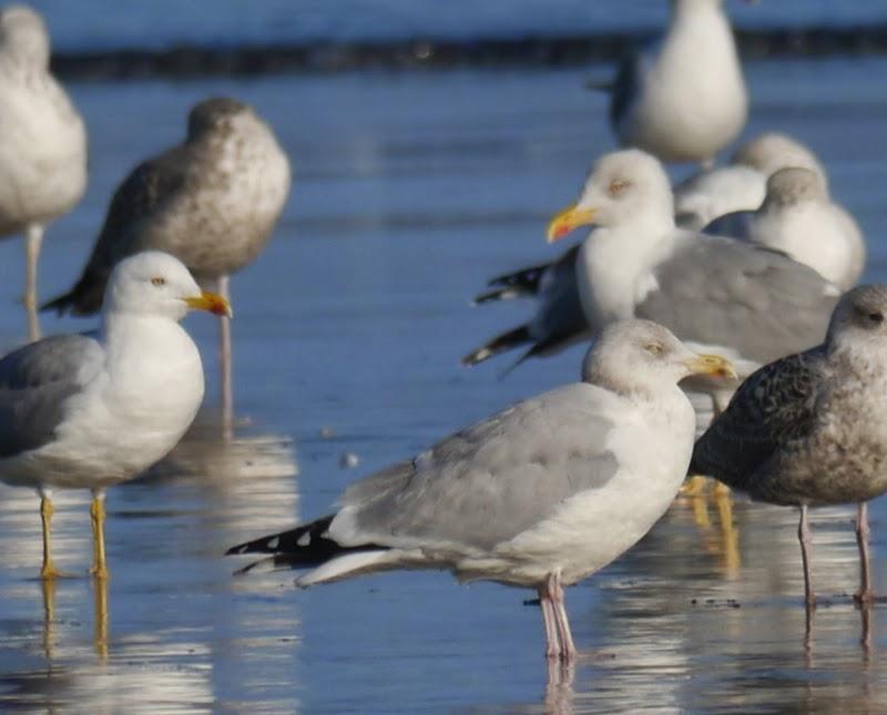 Entrada de gaviotas argénteas: adultas.