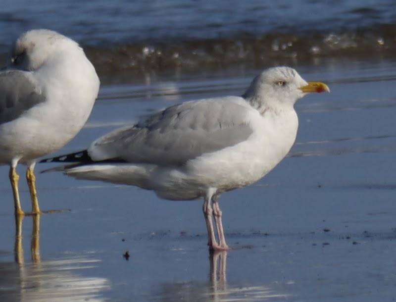 Entrada de gaviotas argénteas: adultas.