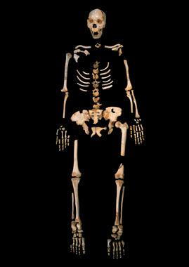 El ADN humano más antiguo aparece en Atapuerca