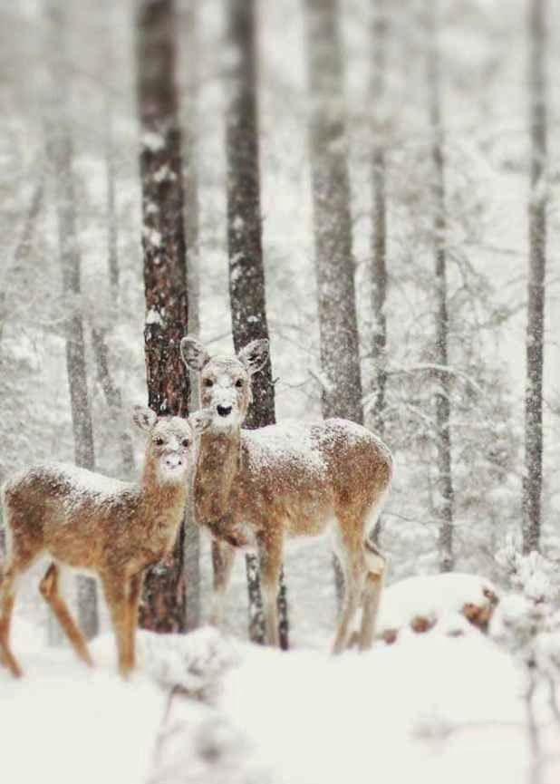 Las más bellas imágenes del invierno. 20 fotos.