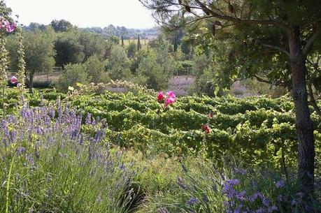 Jardí i vinyes al fons