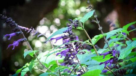 MI BLOG ES CO2 NEUTRAL :-) MI BLOG ES CO2 NEUTRAL :-)