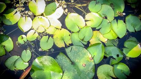 MI BLOG ES CO2 NEUTRAL :-) MI BLOG ES CO2 NEUTRAL :-)