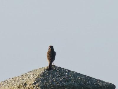 Escribanos por Cabo Peñas