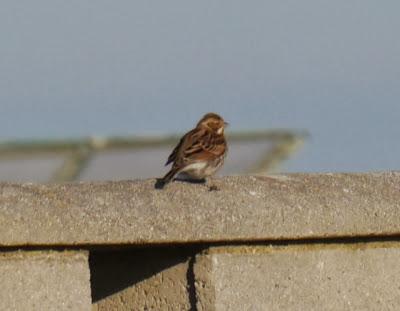 Escribanos por Cabo Peñas