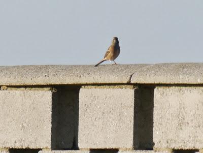 Escribanos por Cabo Peñas
