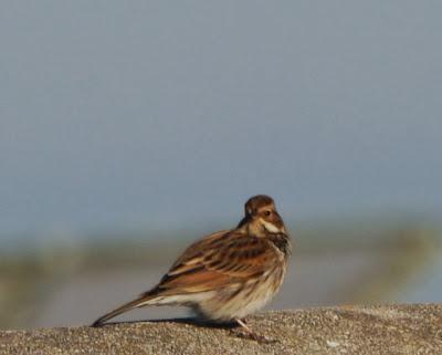 Escribanos por Cabo Peñas