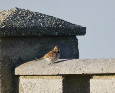Escribanos por Cabo Peñas