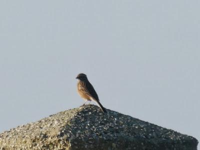 Escribanos por Cabo Peñas