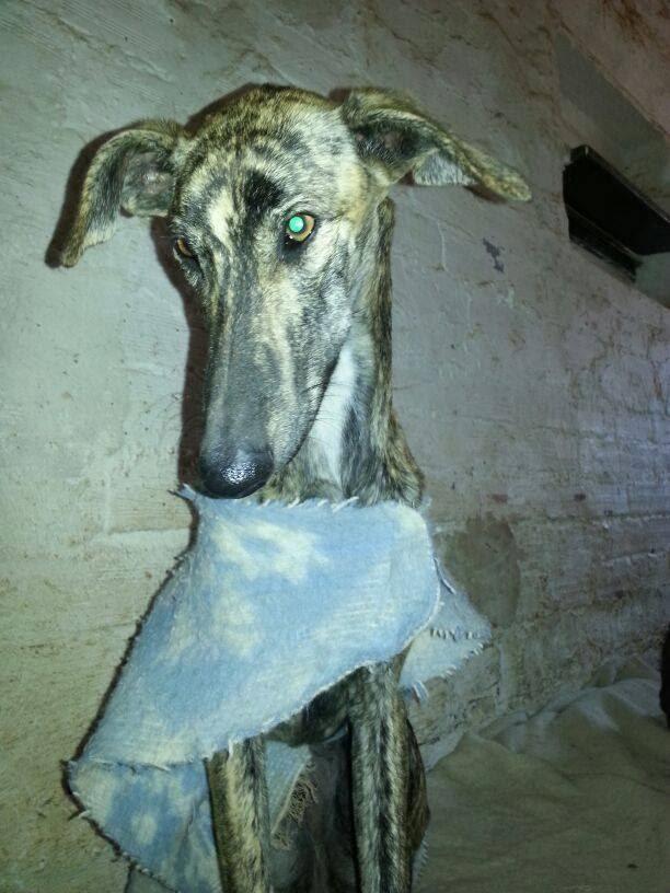 DORA UNA VIDA DE MALTRATO FÍSICO Y PSÍQUICO. (SALAMANCA)