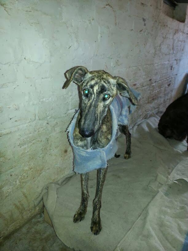 DORA UNA VIDA DE MALTRATO FÍSICO Y PSÍQUICO. (SALAMANCA)