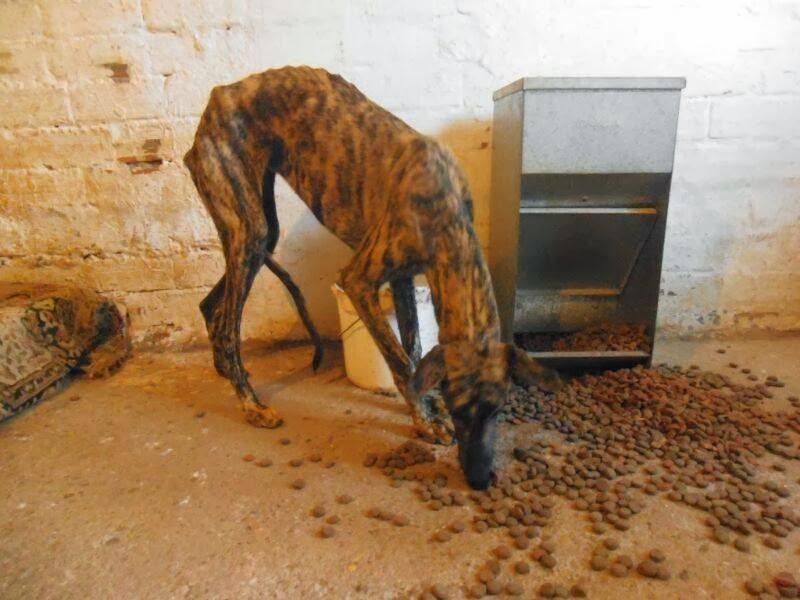 DORA UNA VIDA DE MALTRATO FÍSICO Y PSÍQUICO. (SALAMANCA)