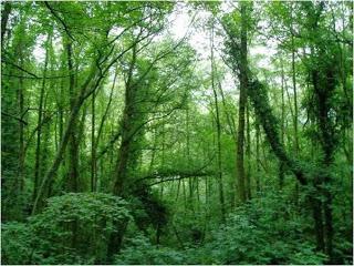 Semeyas de Asturias (y II)