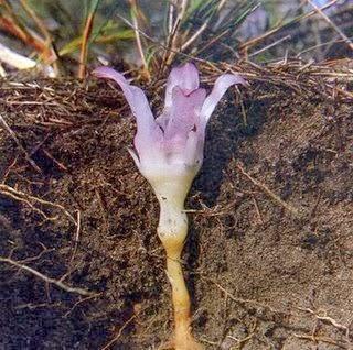La singular vida de la orquídea subterranea