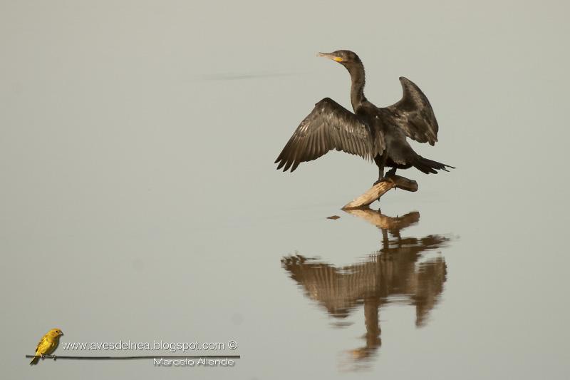 Biguá (Neotropic Cormorant) Phalacrocorax brasilianus