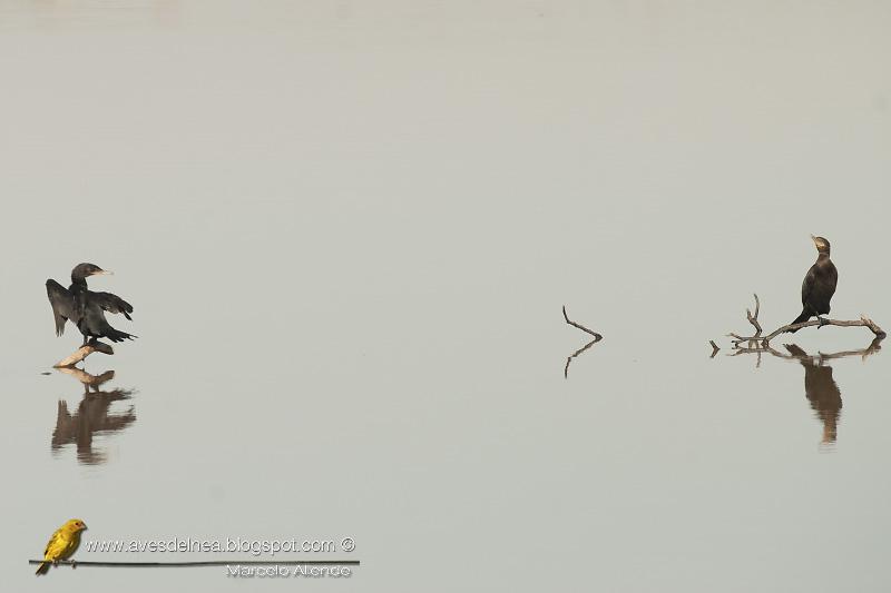 Biguá (Neotropic Cormorant) Phalacrocorax brasilianus