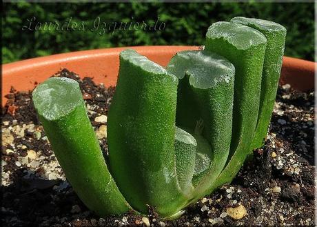 Haworthia truncata var. truncata