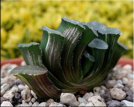 Haworthia truncata var. truncata