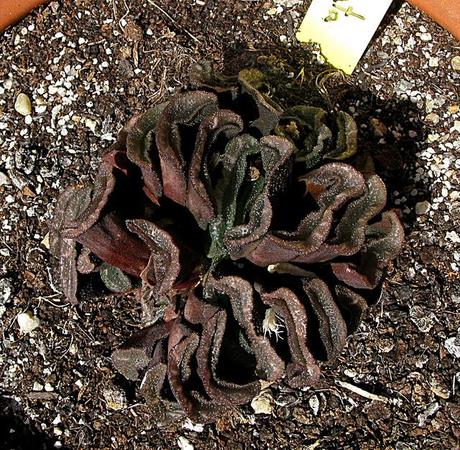 Haworthia truncata var. truncata