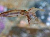 calamares pigmeos hembra favorecen machos pequeños cópula rápida