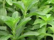 Aprende Sembrar Stevia Planta Cura Diabetes