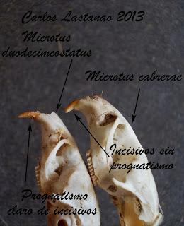 Los dientes de los roedores. Los arvicolinos.