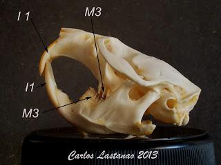 Los dientes de los roedores. Los arvicolinos.