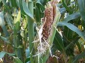 ¿Que pasa maíz?