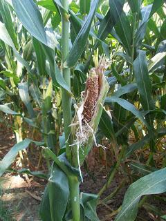 ¿Que pasa con el maíz?