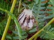 Preparados para invierno