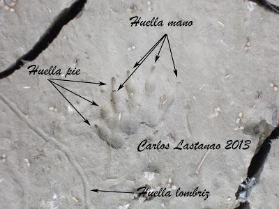 Huellas de erizo ligeramente grandes