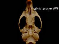 Los dientes de los mamíferos. Roedores