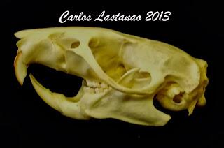 Los dientes de los mamíferos. Roedores