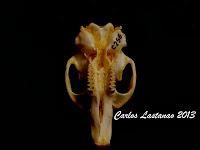 Los dientes de los mamíferos. Roedores