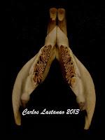 Los dientes de los mamíferos. Roedores