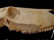 dientes ungulados. Équidos