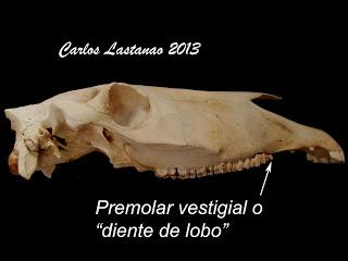 Los dientes de los ungulados. Équidos