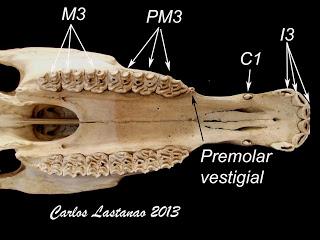 Los dientes de los ungulados. Équidos