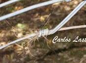 Tejón cogido "por pelos"